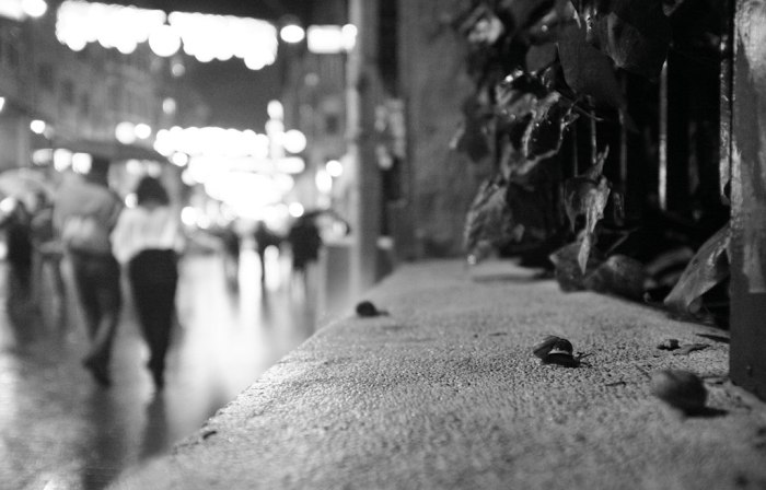 Snails on a rainy night
