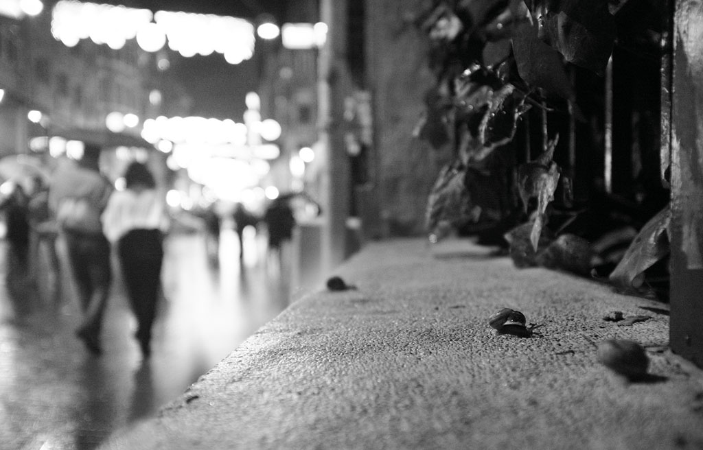 Snails on a rainy night
