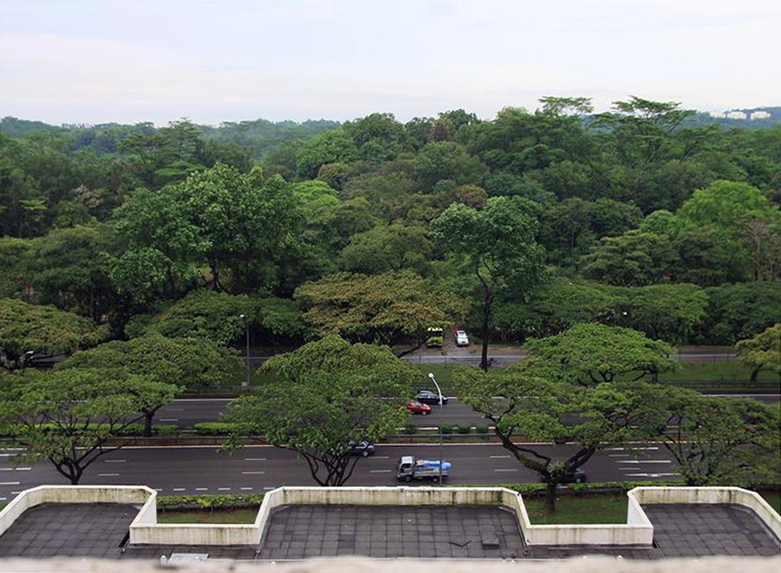 Forested area in Jurong (taken on 15 Mar)c
