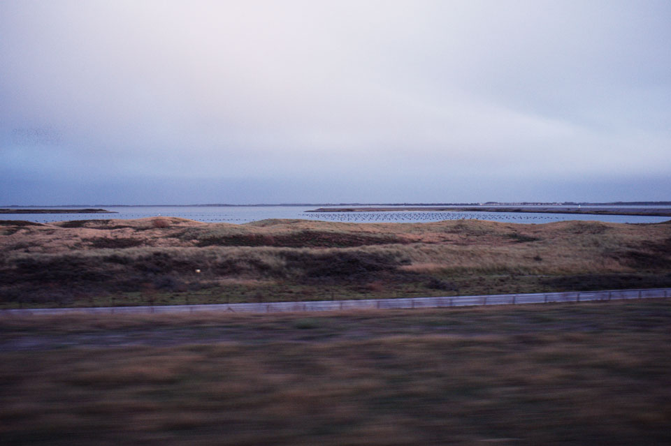 Delta Works - mussels02lf