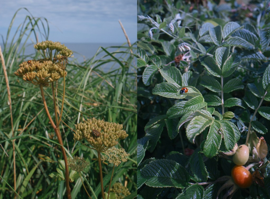 Koshimizu-Gensei-kaen-原生花園01,3TC4l