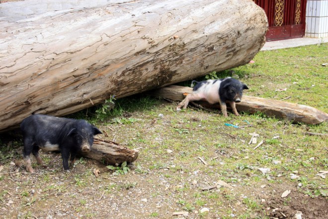 Shangri-la - itchy pigs