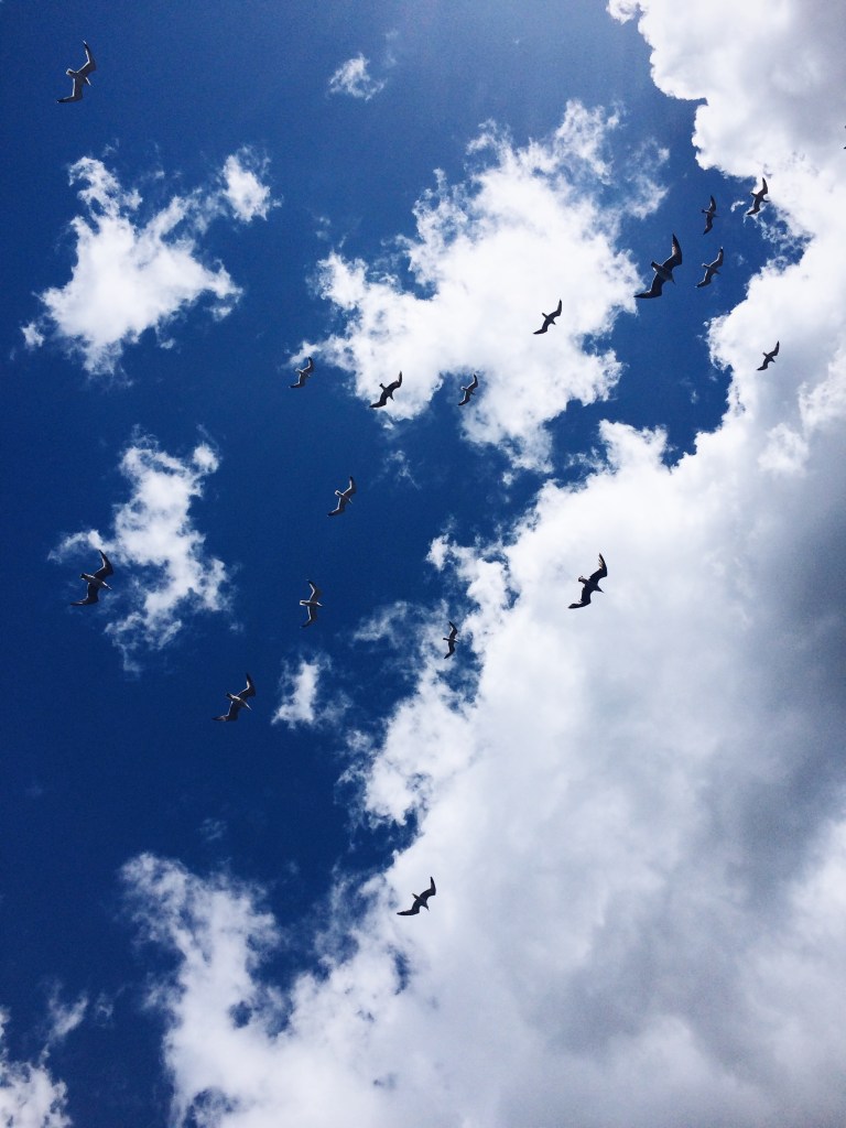 Istanbul seagulls