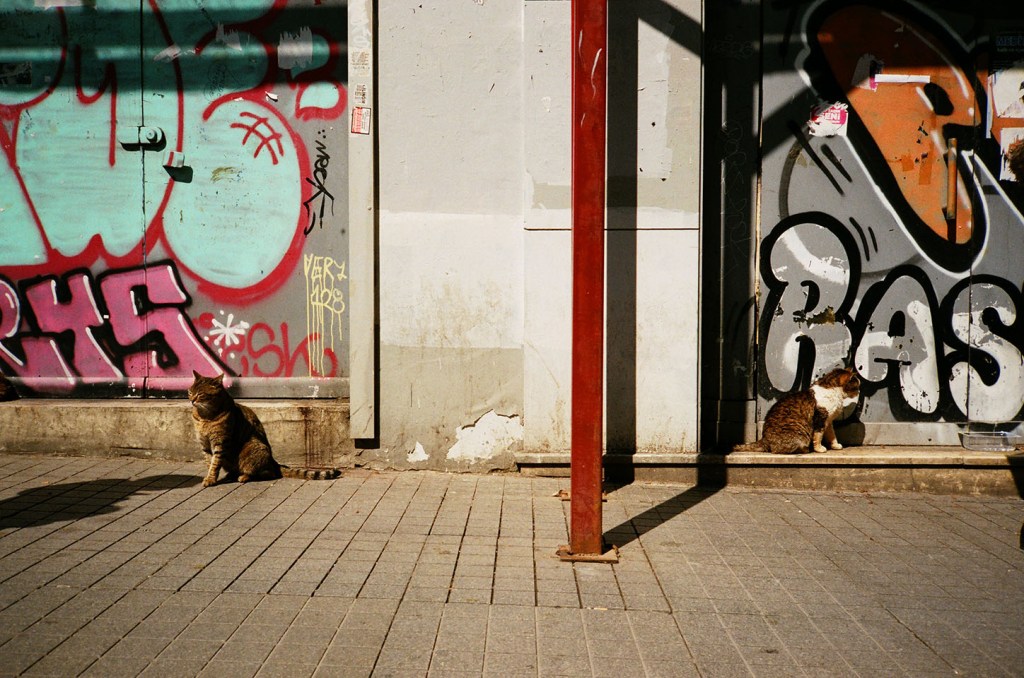 Cats roam freely in the streets of Istanbul. Some people say that Istanbul did not suffer too badly from the Black Plague because of the city's many cats which helped control the rat population.