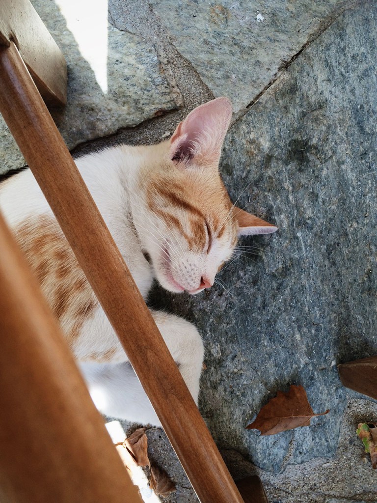 Cat taking a siesta