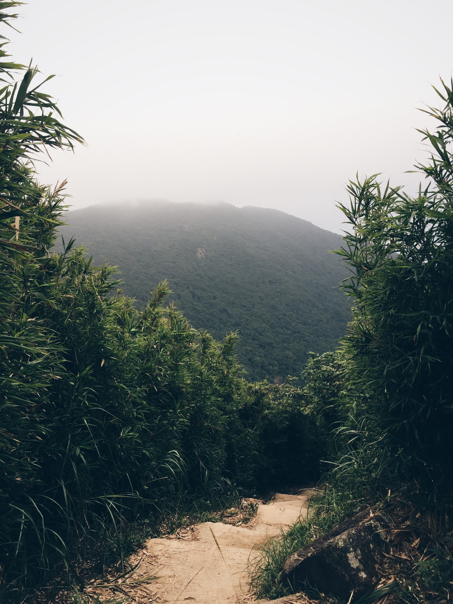 Bamboo on Mt. Butler