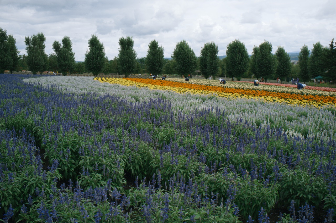 Farm Tomita ファーム富田06tc4l