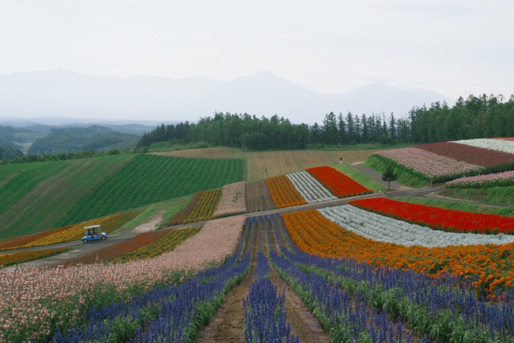 Flowers here, there and everywhere in central Hokkaido //&nbsp;北海道